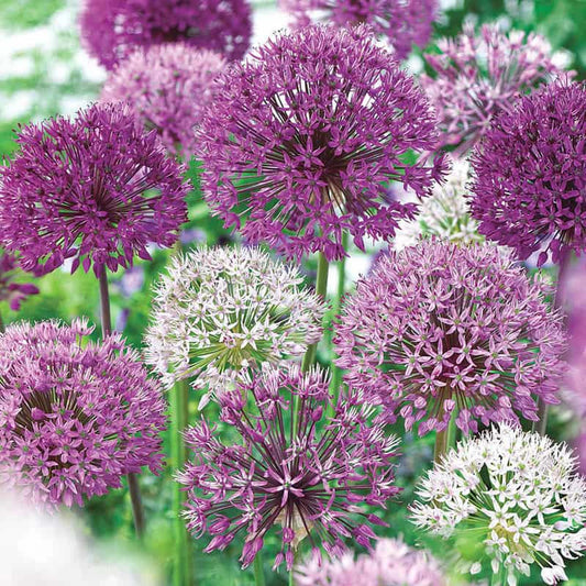 Spring Bulbs Collection
