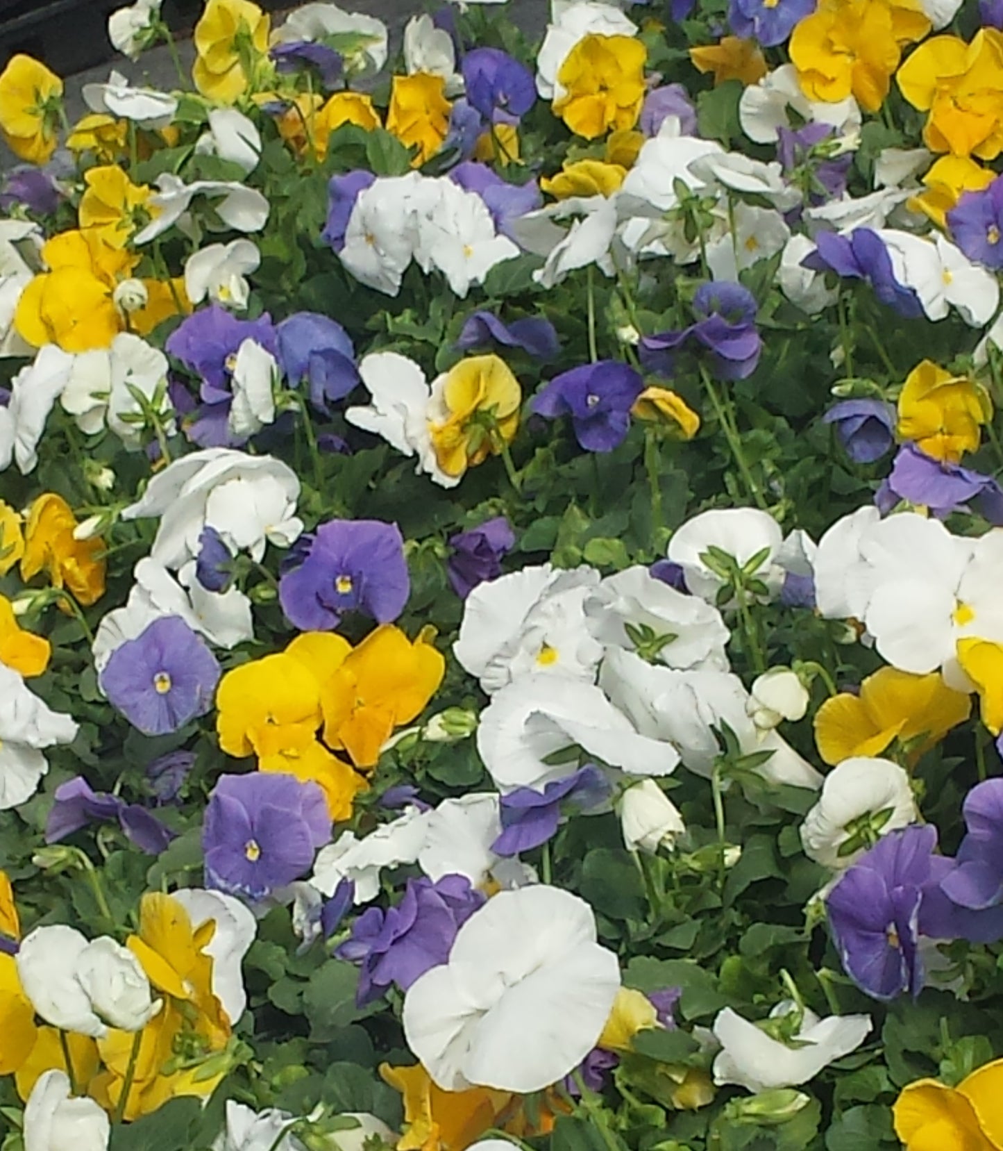 Pansy – Mixed & Solid Color Flats