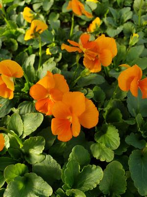 Viola Mixed & Solid Color- Flat