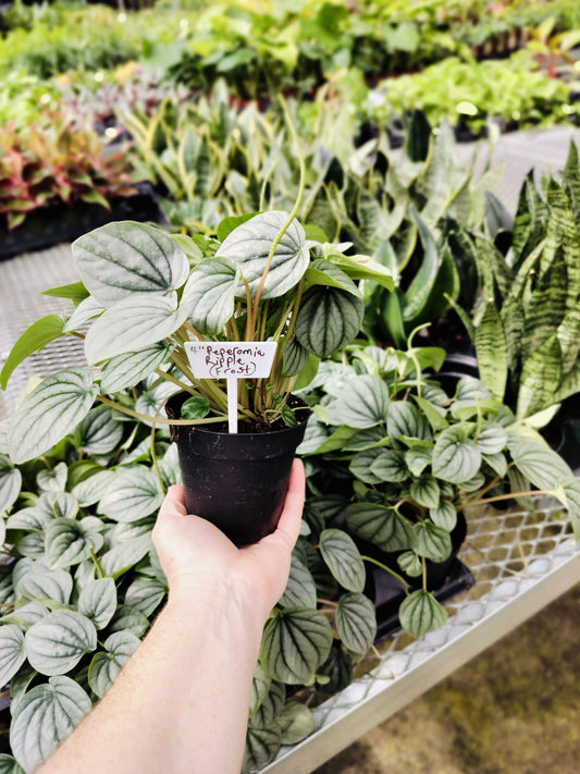 Peperomia 'Ripple Frost'