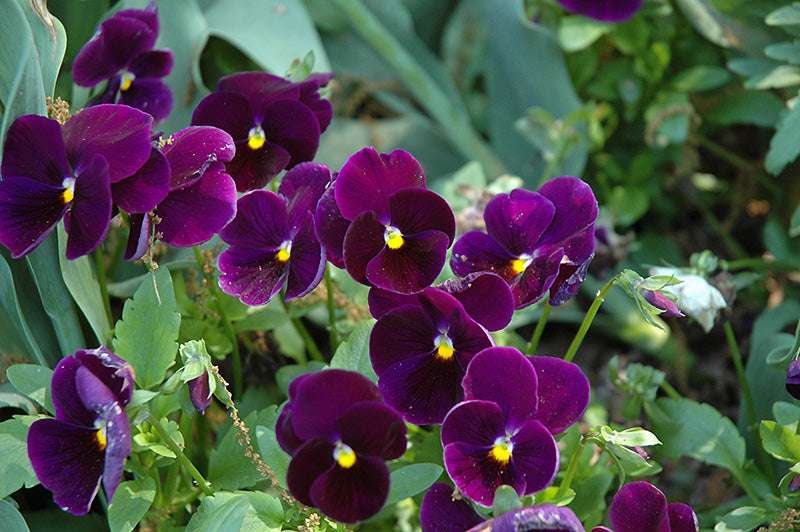 Viola Mixed & Solid Color- Flat