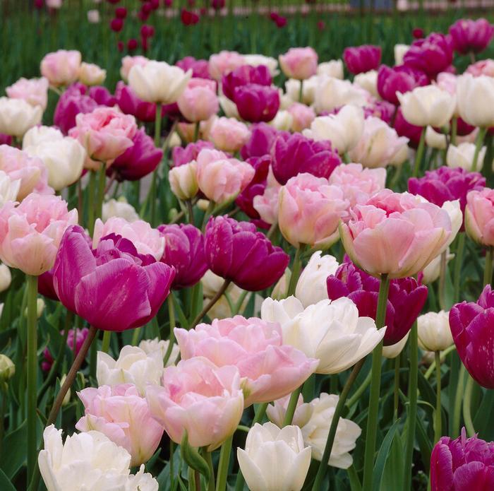 Spring Bulbs Collection