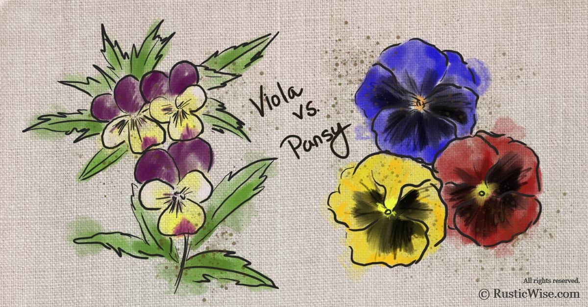 Pansy – Mixed & Solid Color Flats