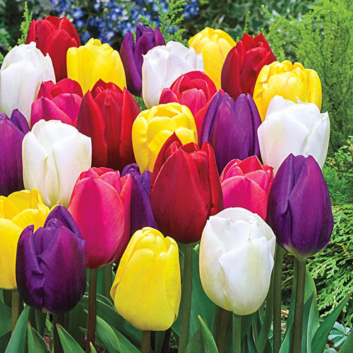 Spring Bulbs Collection