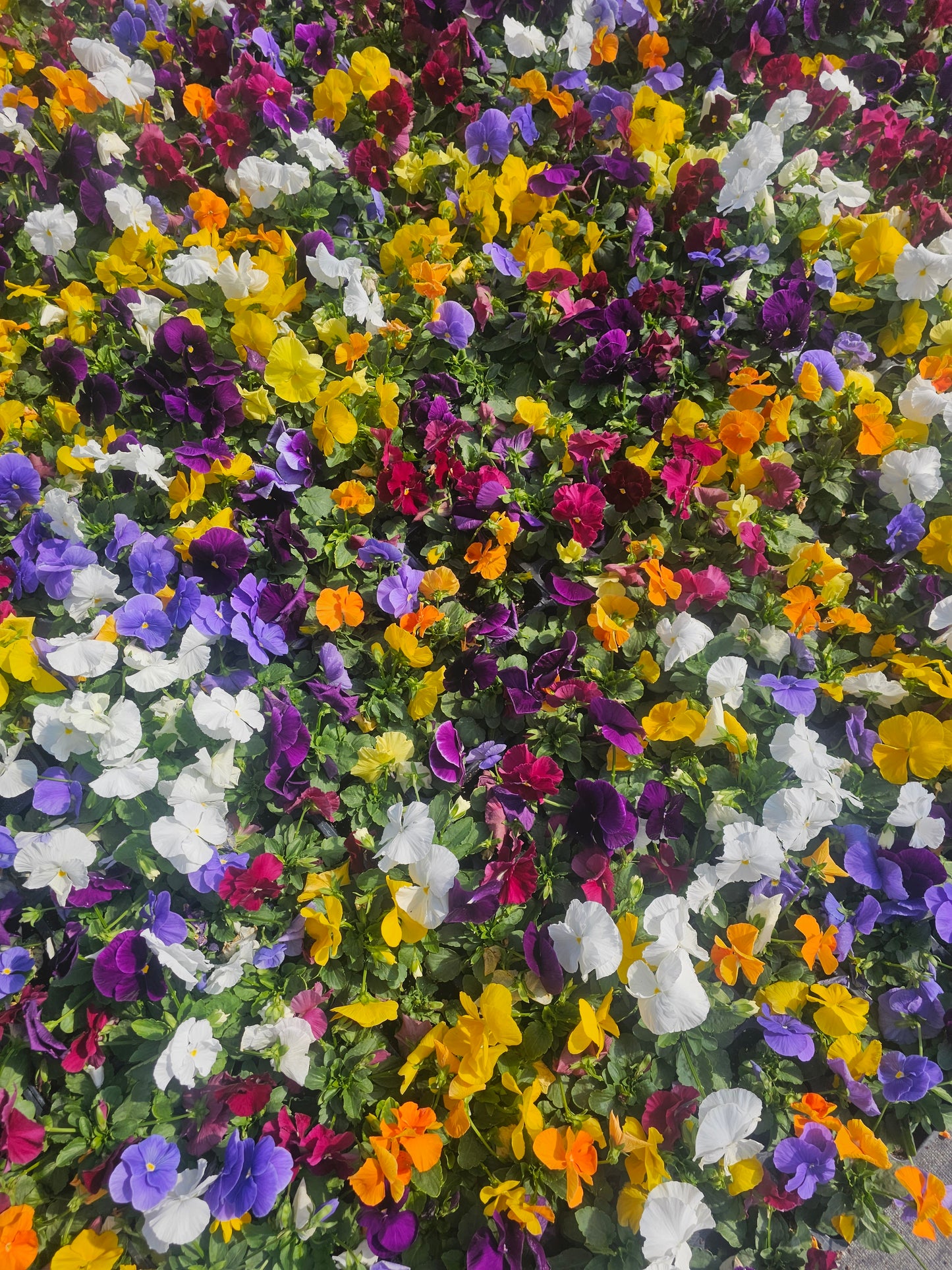 Pansy – Mixed & Solid Color Flats