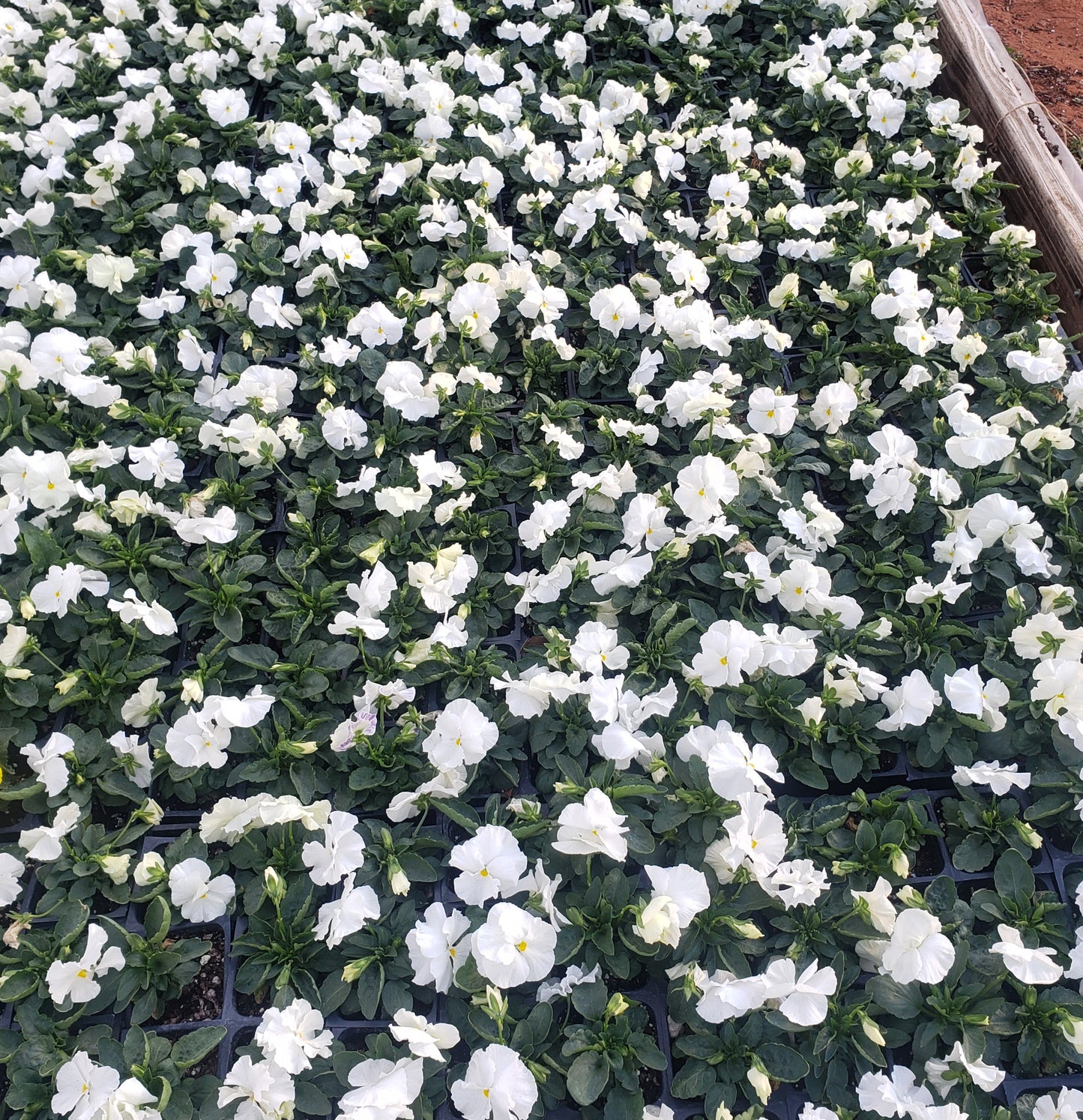 Viola Mixed & Solid Color- Flat