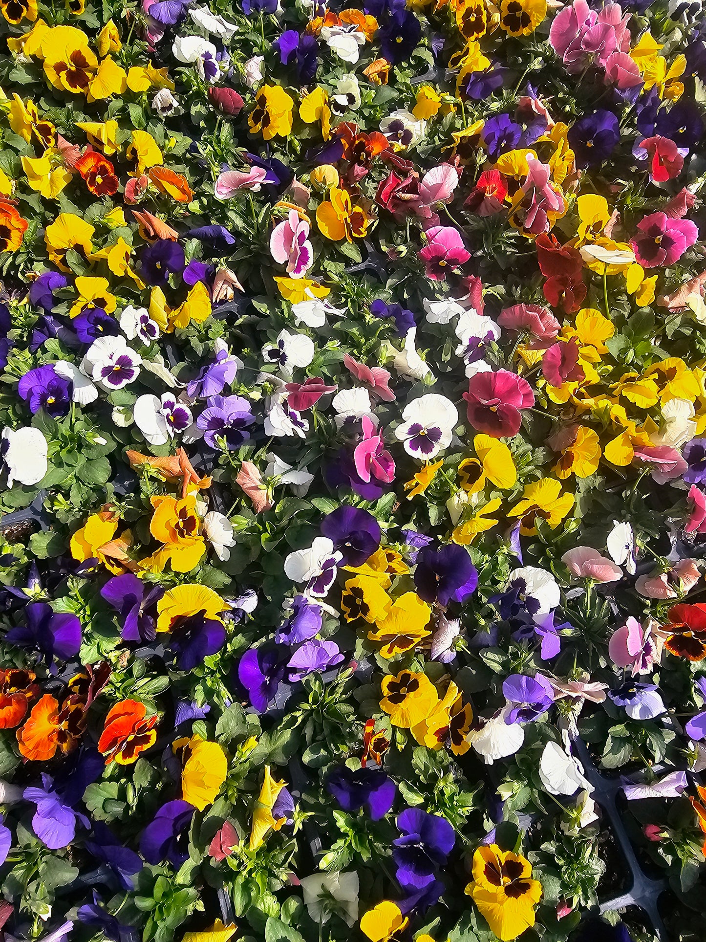 Pansy – Mixed & Solid Color Flats