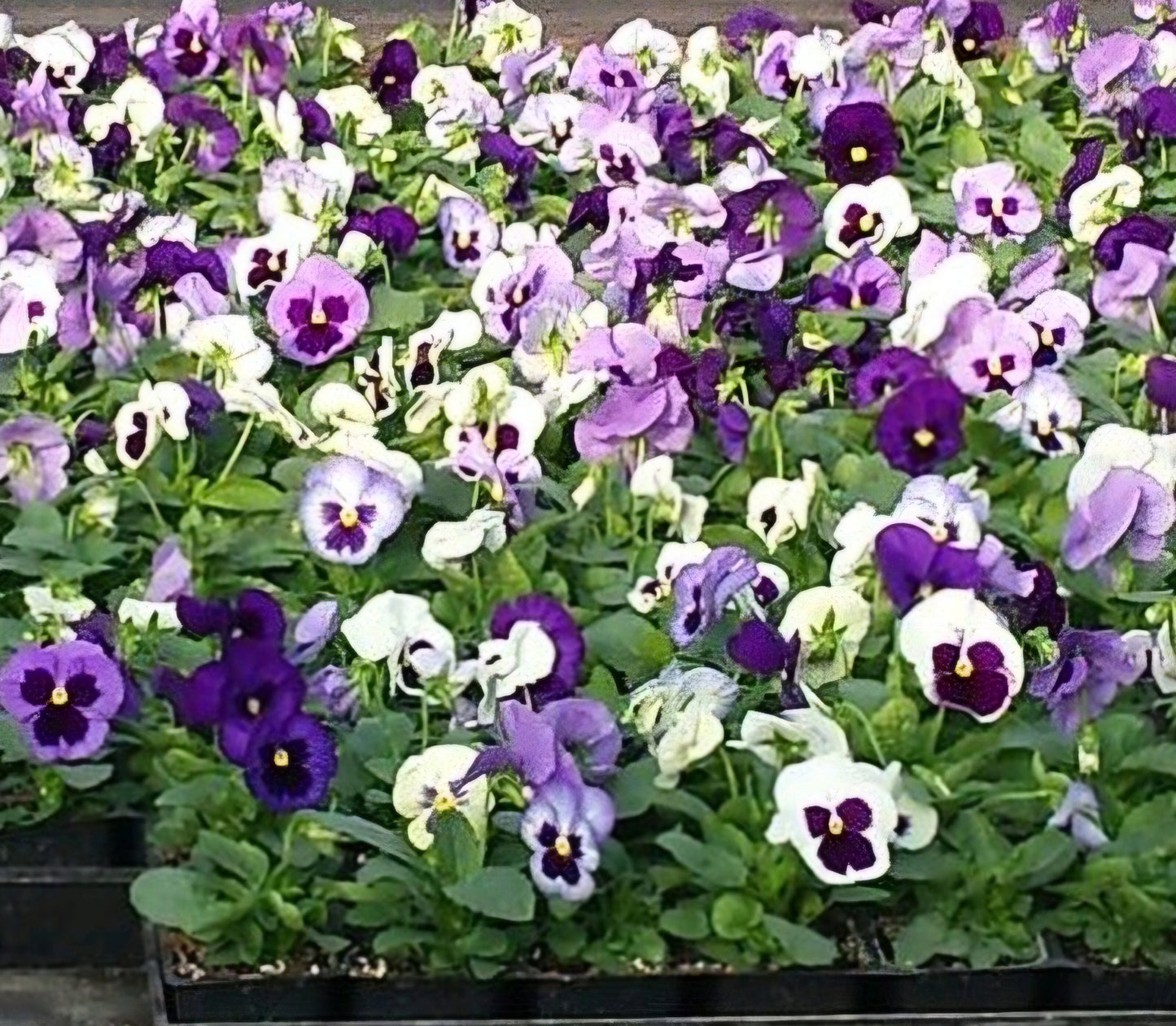 Pansy – Mixed & Solid Color Flats