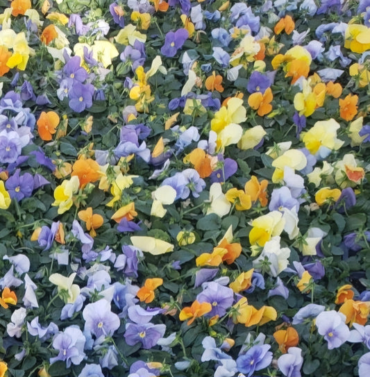 Pansy – Mixed & Solid Color Flats