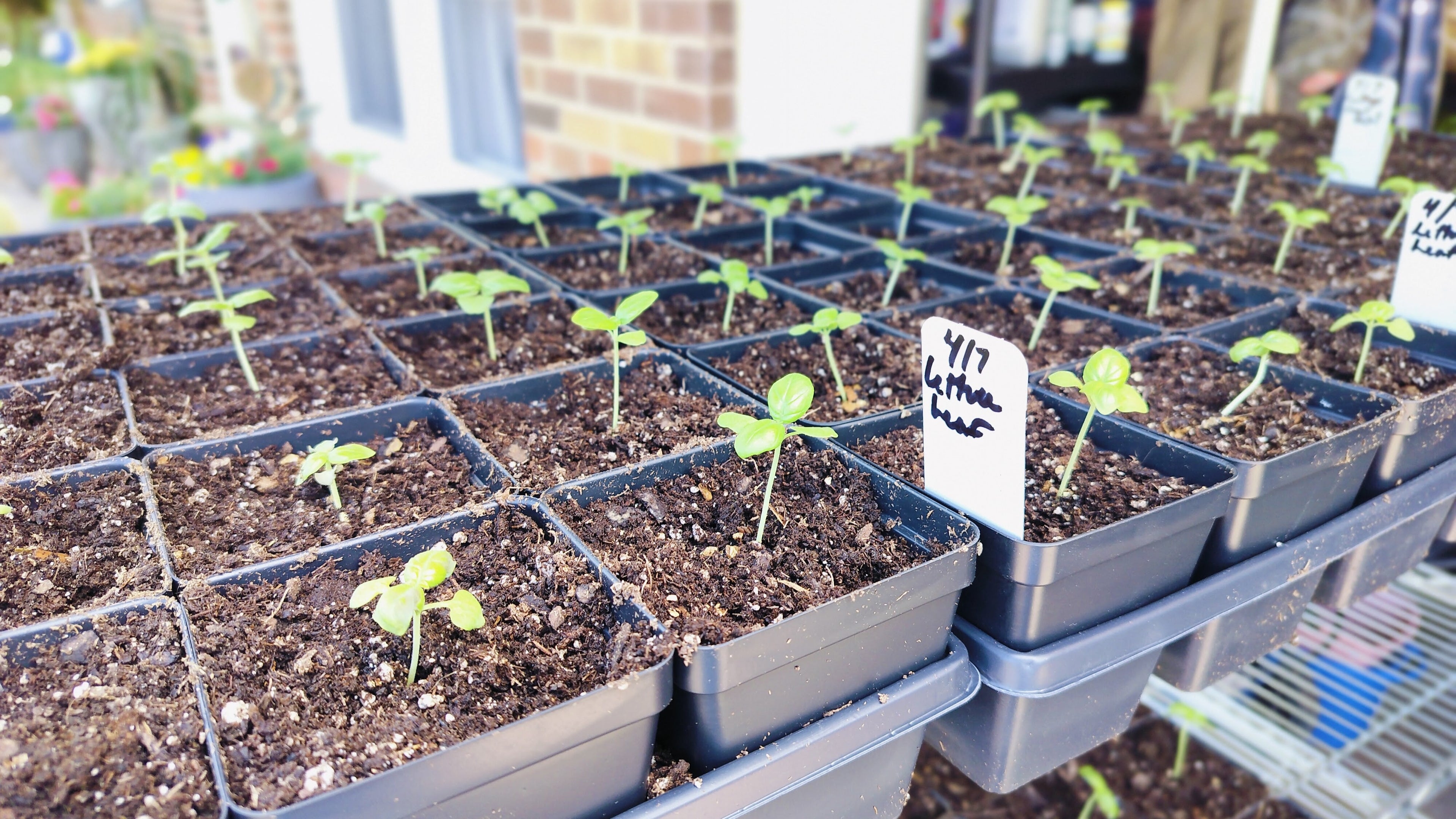 Herb Veggie & Fruit Plants