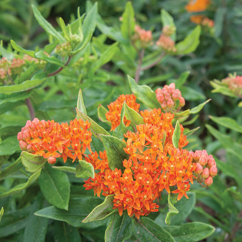 Milkweed-Tuberosa