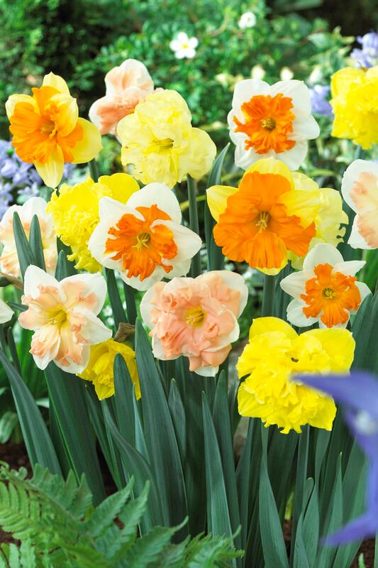 Spring Bulbs Collection