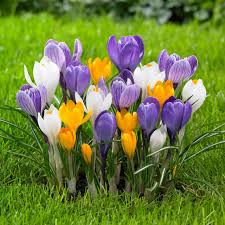Spring Bulbs Collection