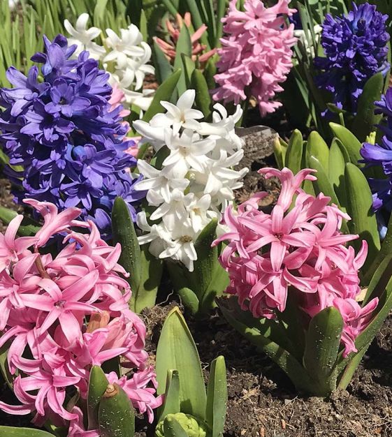 Spring Bulbs Collection