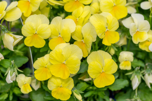 Viola Mixed & Solid Color- Flat