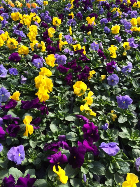 Pansy – Mixed & Solid Color Flats