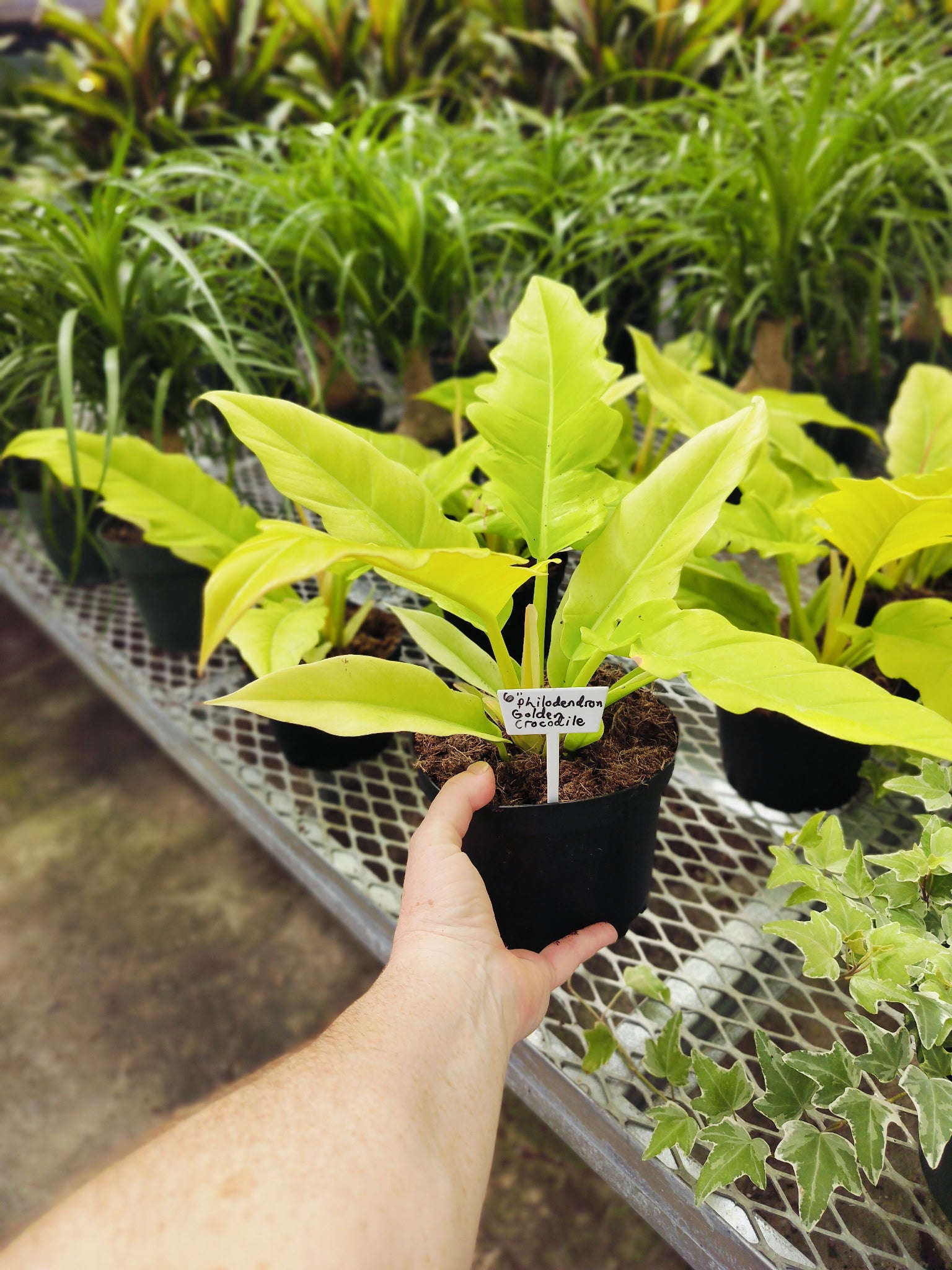 philodendron golden crocodile Philodendron 'Golden Crocodile' – Mikes Plant Place