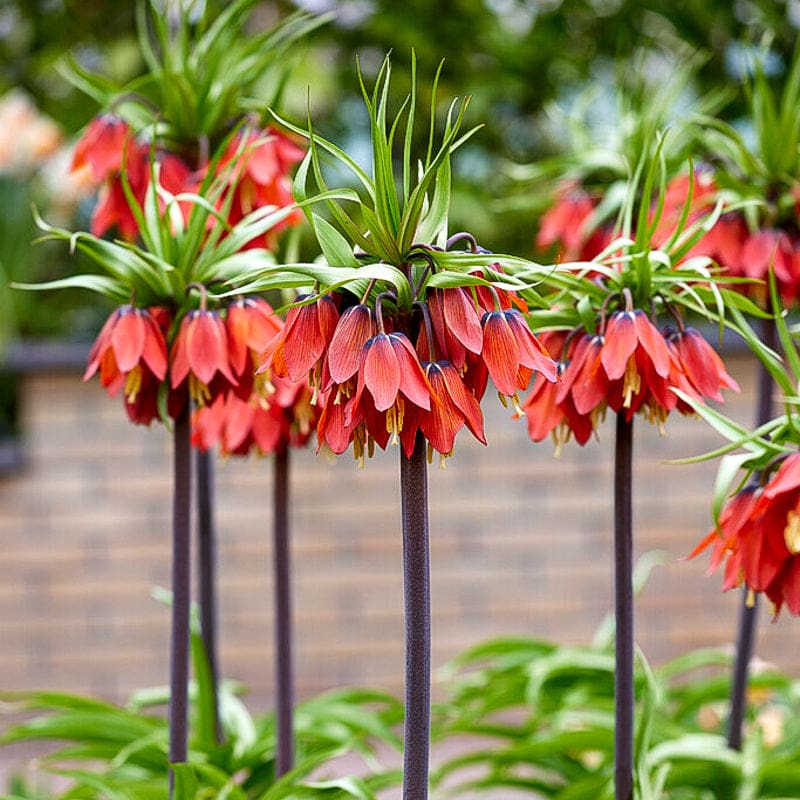 Spring Bulbs Collection