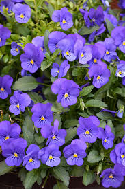 Viola Mixed & Solid Color- Flat