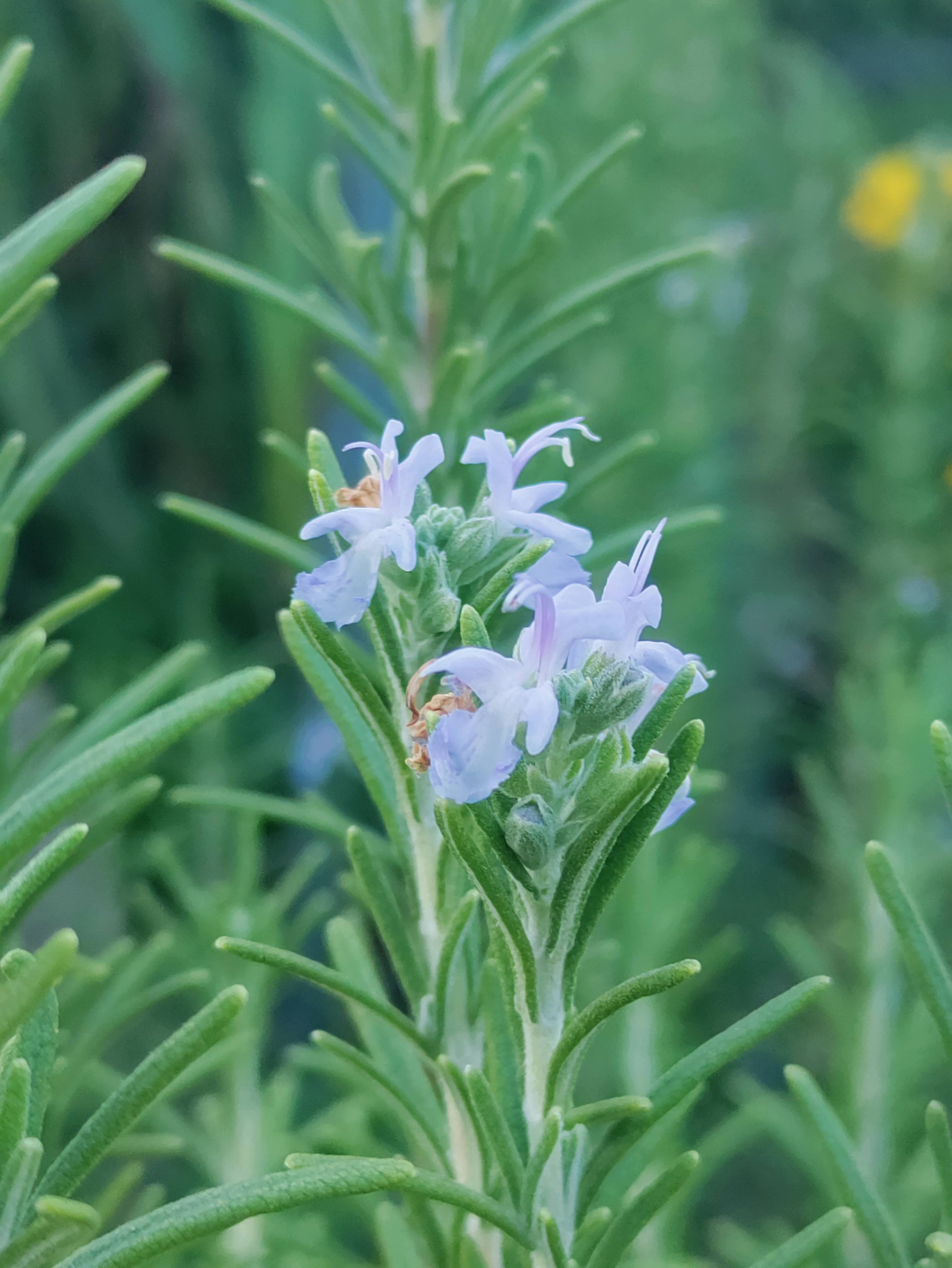 Rosemary-Tuscan Blue