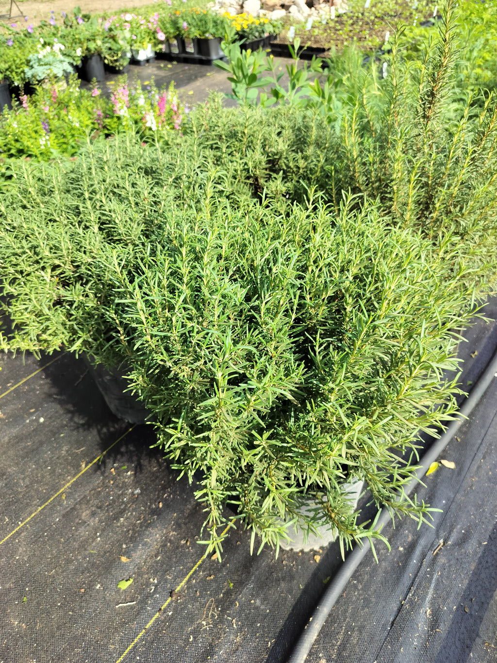 Rosemary-Tuscan Blue