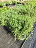 Rosemary-Tuscan Blue
