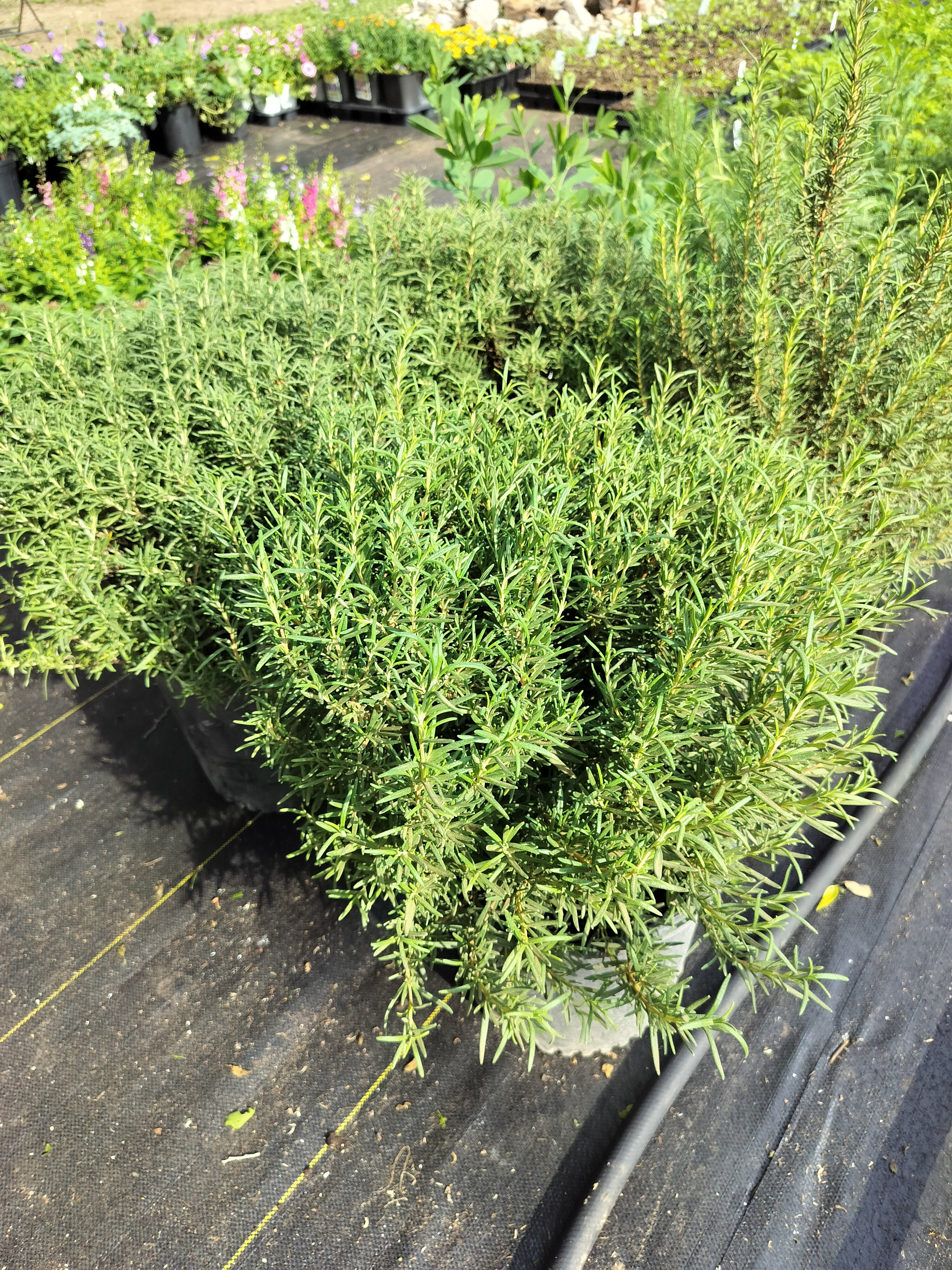 Rosemary-Tuscan Blue