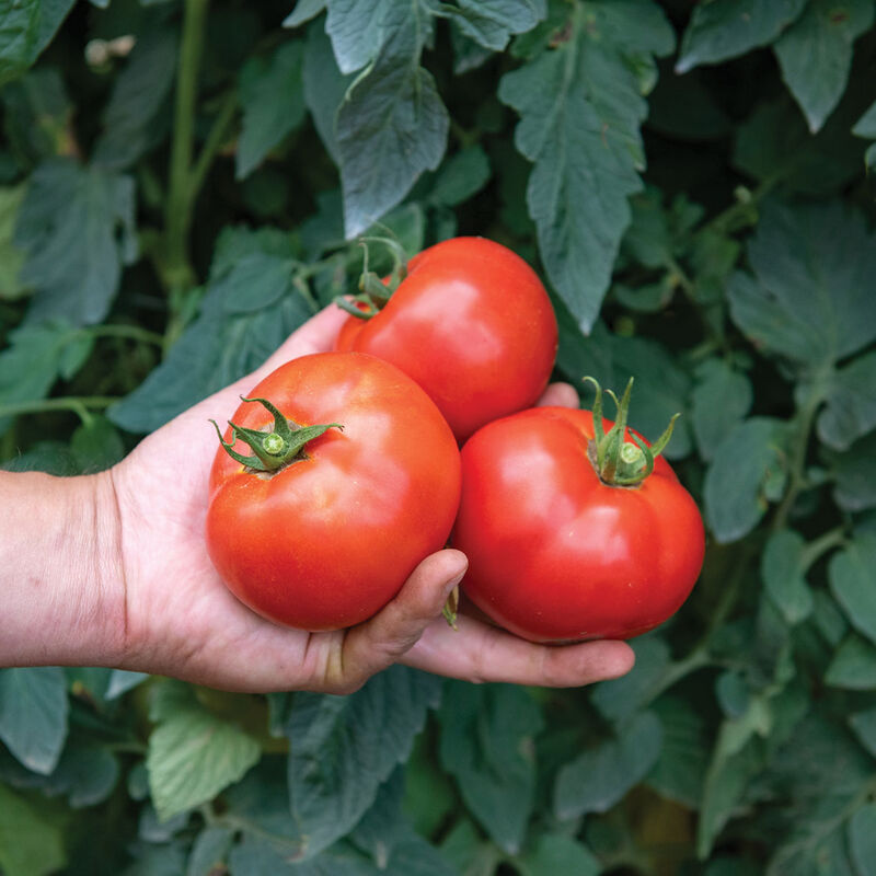 Tomato-Celebrity Plus