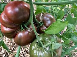 Tomato-Cherokee Purple