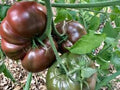 Tomato-Cherokee Purple