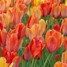 Spring Bulbs Collection