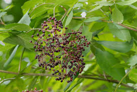 Elderberry