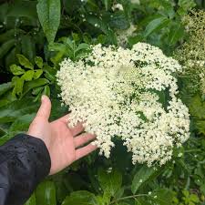Elderberry
