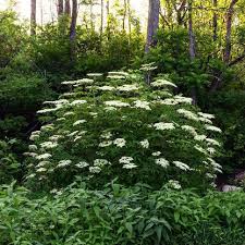 Elderberry