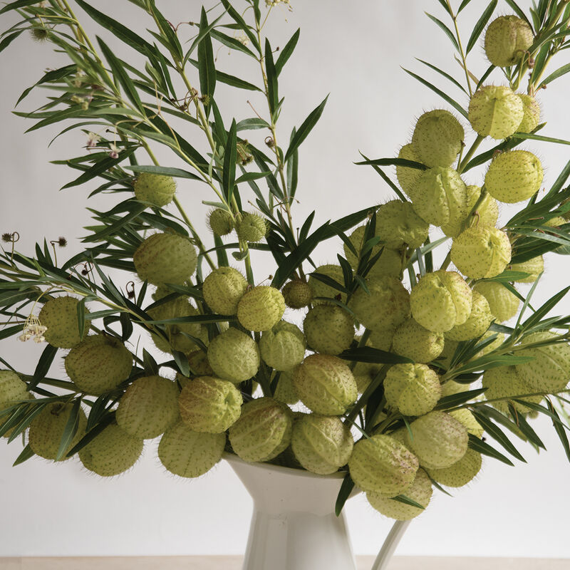 Milkweed-Oscar