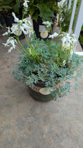 Bleeding heart 'amore titanium '
