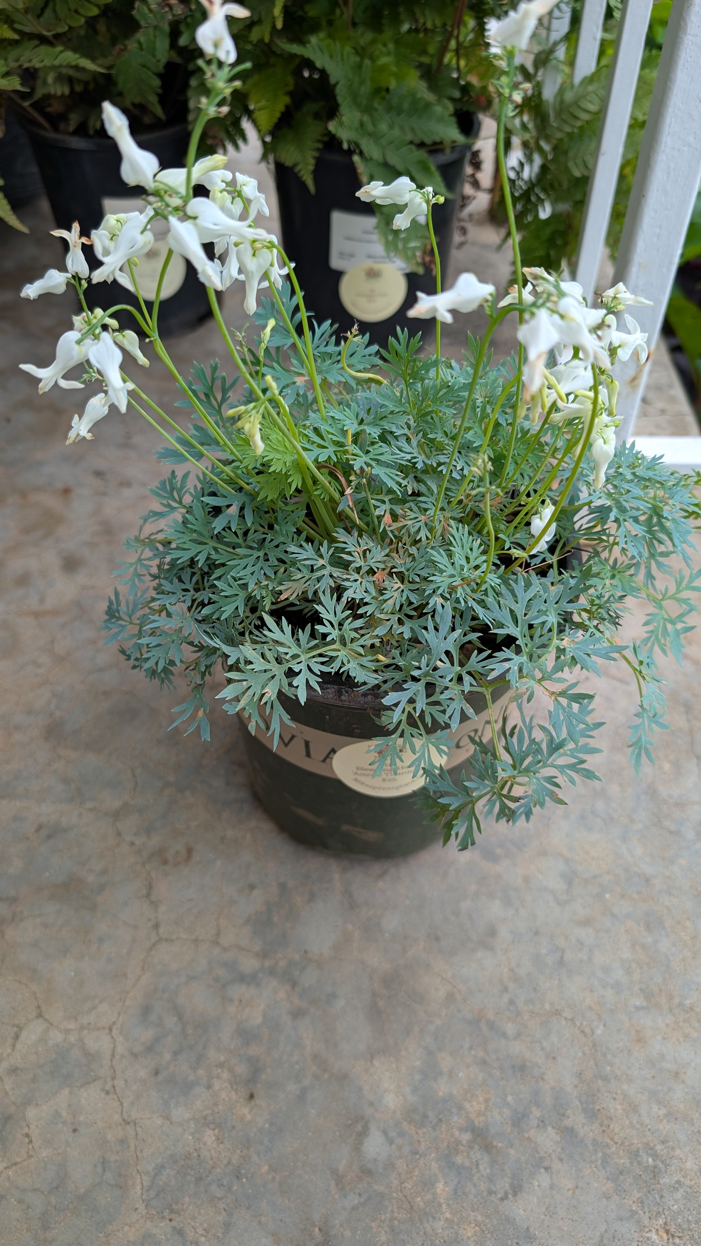 Bleeding heart 'amore titanium '