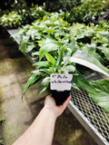 Philodendron White Wizard