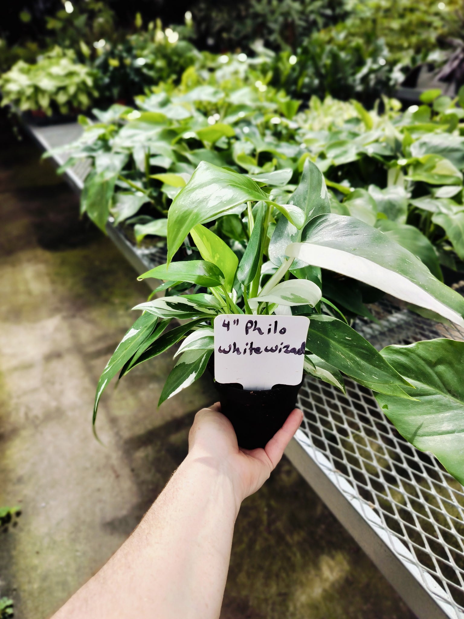 Philodendron White Wizard