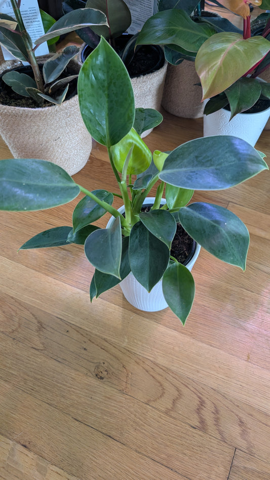 Philodendron 'Green Princess'